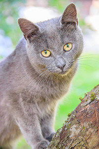 毛茸的猫坐在树枝上宠物猫在院子里散步猫在爬树背景