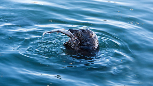 近距离接近的黑灰海豹背景图片