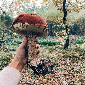 Leccinumaurantiacumin与叶在阳光明媚的树林和落叶的背景上在森林里采蘑菇手拿着大蘑菇在秋天的树林图片