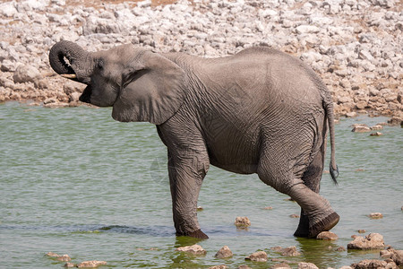 Etosha公园水井小象饮用他的龙头图片
