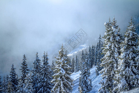与积雪的树冬天风景图片