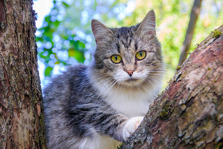 毛茸的猫坐在树枝上宠物猫在院子里散步猫在爬树背景