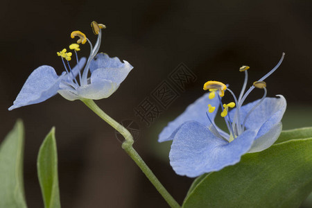 Commelinaerectadayflower的特写镜头图片