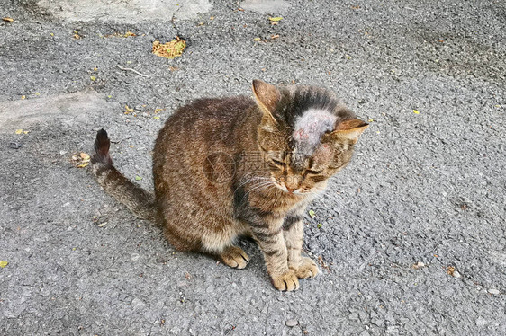 病猫在街上秃头上带状疱疹图片