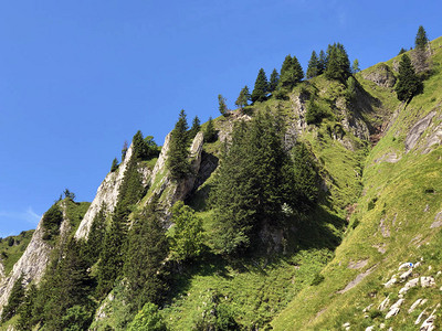 Oberseetal高山谷斜坡和Glarnerland旅游区的常绿或针叶林图片