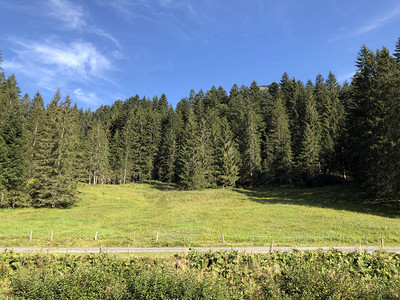 Oberseetal高山谷斜坡和Glarnerland旅游区的常绿或针叶林图片