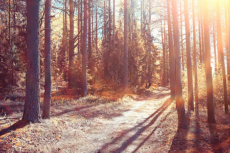 秋季公园景观概念自然季节景观季节秋季森林图片