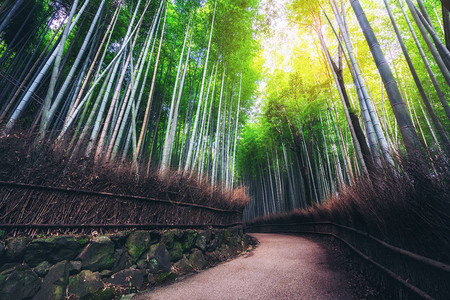 日本京都岚山竹林名胜图片