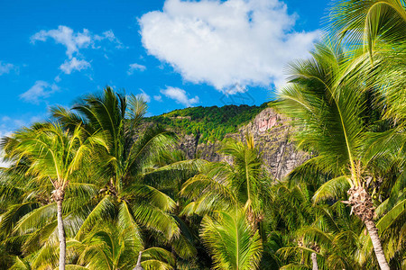 Morne山椰子棕榈和蓝天图片