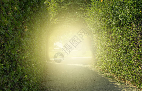 树木的绿色隧道穿过树木隧道的路和隧道尽图片