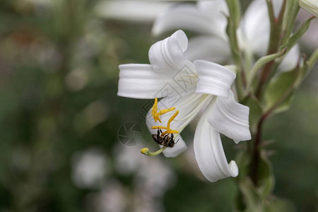 麦当娜百合Liliumcandidum的花图片