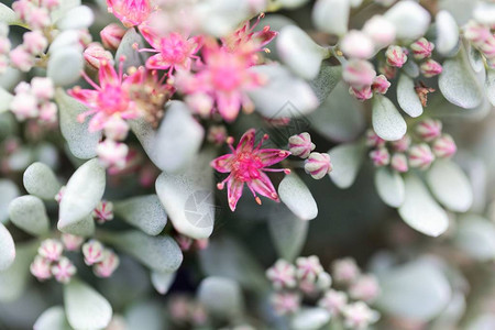 肉质植物Hylotelephiumsieboldii的花图片