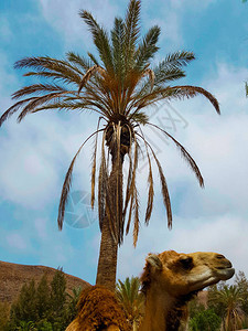 棕榈树前的单峰骆驼的肖像图片