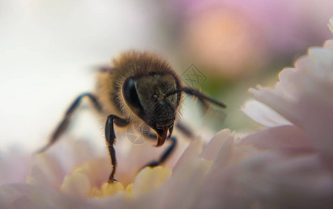 蜜蜂和秋菊花秋蜜图片