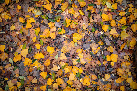 五颜六色的红色橙色或棕色秋天或秋天的叶子背景秋天的背景图片红图片