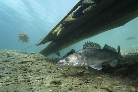 梭鲈Sanderlucioperca在水下有明显鳍的肉食鱼在水下捕获河流栖息地野生动物梭鲈与图片