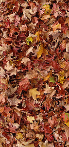 红色和橙色的秋叶背景图片