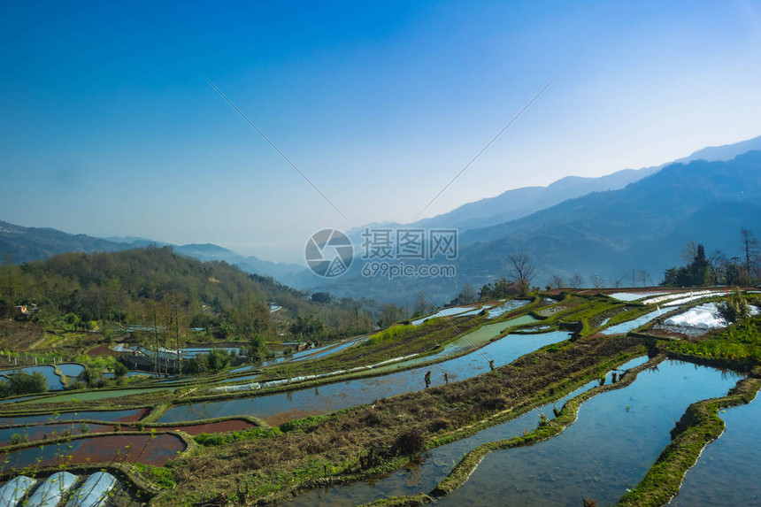 早晨的元阳梯田图片