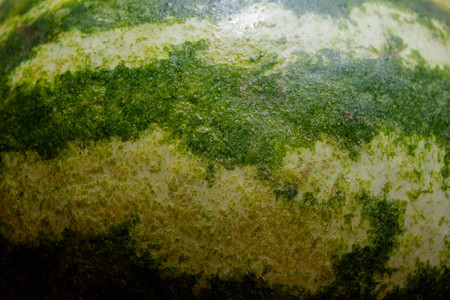 西瓜皮的质地绿色西瓜皮西瓜皮绿色背图片