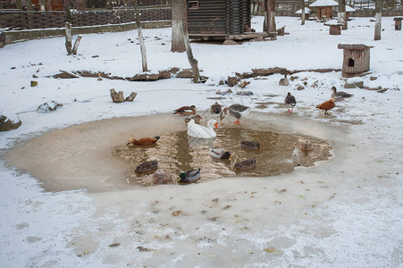 在冷冻池塘中鸭子冬天在冰冻池塘上图片