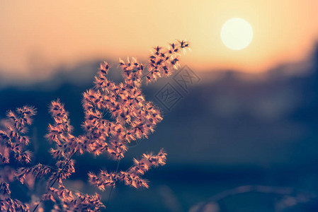 美丽的自然景观在阳光和阳光下在日落时在草地上照亮热带草的田野红花图片