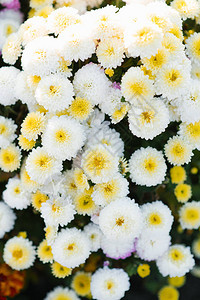 花园里盛开的白色秋菊图片