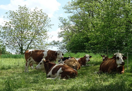 春天在围场上发现的奶牛图片