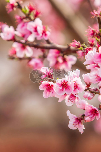 明亮的桃樱花在树枝中图片