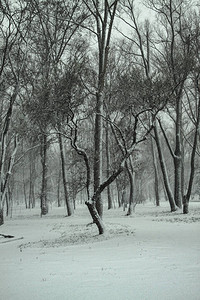 以树木和森林为背景的美丽冬季景观圣诞节和新年的心情降雪和图片