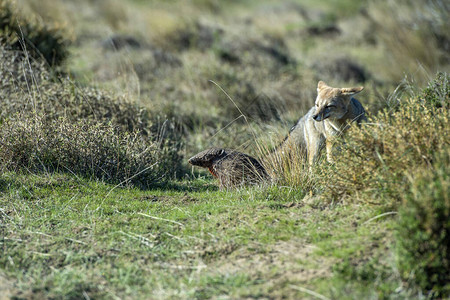 在巴塔哥尼亚的南美洲犰狳草地上狩猎的灰狐狸图片