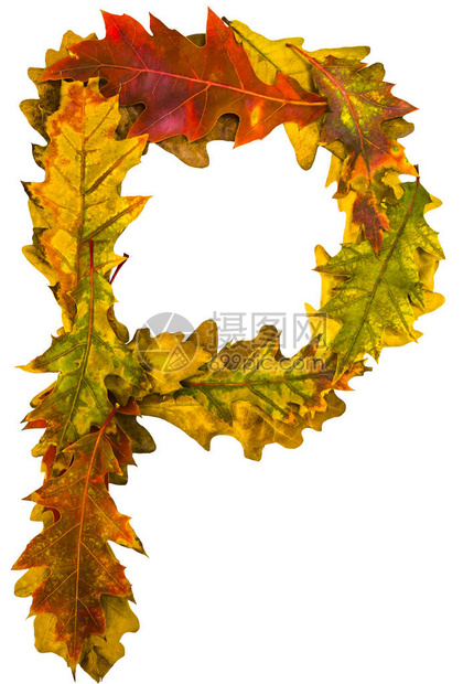信P十月十一月由秋叶制作的英母橡树狐狸用于设计的字体自然的颜色自然拍摄秋季设计真图片