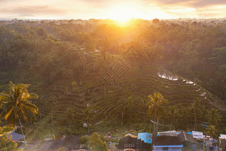 梯田清晨印度尼西亚Tegalalanang稻田露天时背景