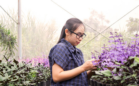 亚洲园丁妇女在温室中寻找疾病和花卉生长的图片