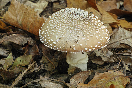 蘑菇大豹帽阿玛尼塔潘瑟琳娜高清图片