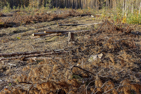 砍伐森林锯木树桩图片