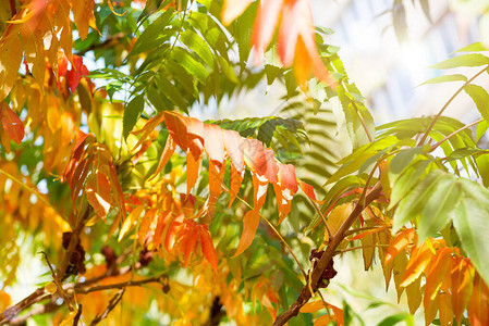 秋天有黄色红色和绿色叶子的树自然背景图片