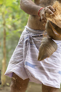剥椰子的传统方法自然背景图片