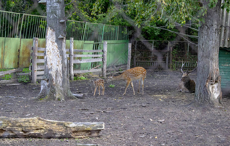 哺乳动物美丽的动物习大鹿家庭户外吃草食动物的生活方式母图片