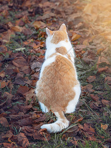 红猫坐着回头看着秋天的树叶图片