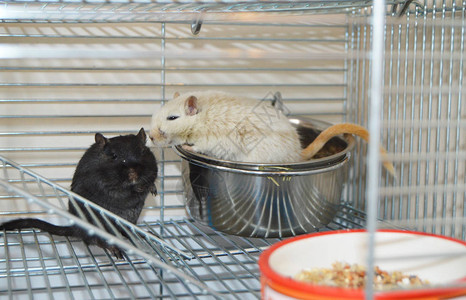 笼子里的黑白老鼠吃喂食器的食物背景图片