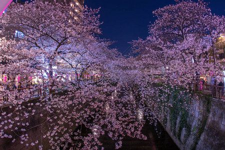 目黑川的樱花图片