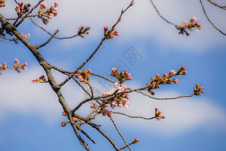 象山景区垂枝樱花形象的萌芽背景