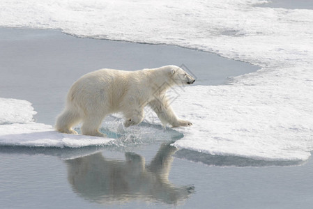 北极浮冰上的野生北极熊图片