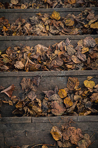 开始转动秋叶由枯的秋叶覆盖的木林古老步骤落秋叶下的背景
