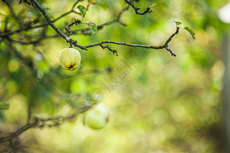 一棵老苹果树上的青苹果图片