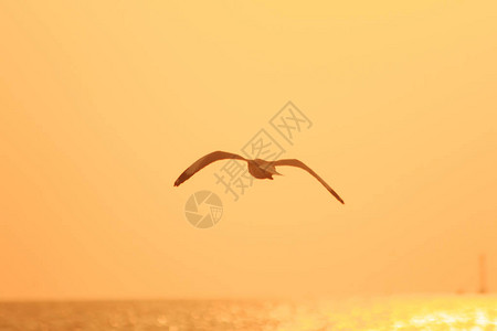 夕阳晚霞海鸥在夕阳的光芒下飞过海面的剪影背景
