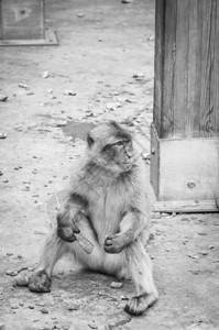 猴子闭近观光野生物在环斑保背景图片