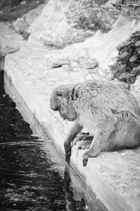 猴子闭近观光野生物在环斑保背景图片