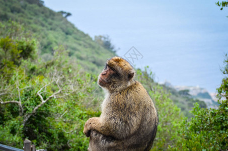 猴子闭近观光野生物在环斑保背景图片