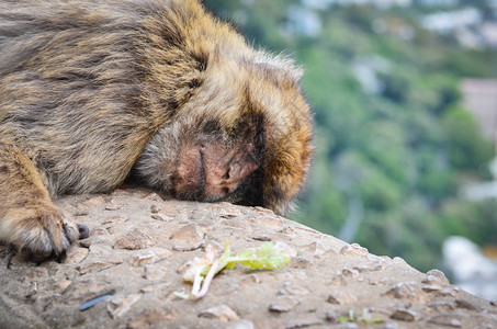 猴子闭近观光野生物在环斑保背景图片